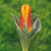 Hectarul - Ladita 500 bulbi de lalea GREIGII TULIPA Bonbini